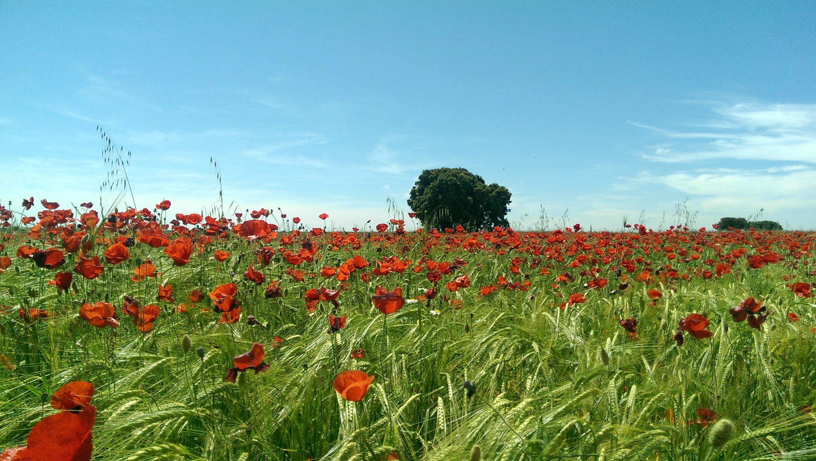 Valdilecha en primavera